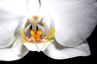 Orchid_4