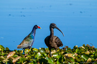 male purple gallinule and glossy ibis