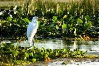 Orlando Wetlands 26 Feb '17