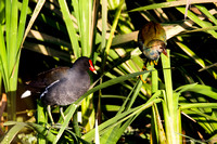 common moorehen and female purple gallinule