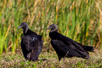 black vultures