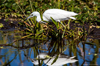 Orlando Wetlands 17 Mar '17