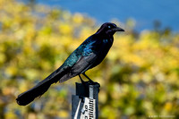 male boat-tailed grackle