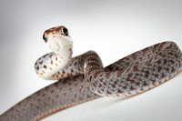 Everglades Racer Snake