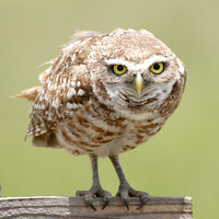 Cape Coral Burrowing Owls