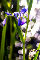 Canon FDn 100/2.8