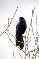 male boat-tail grackle