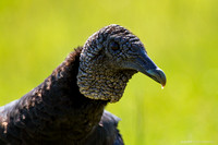 black vulture