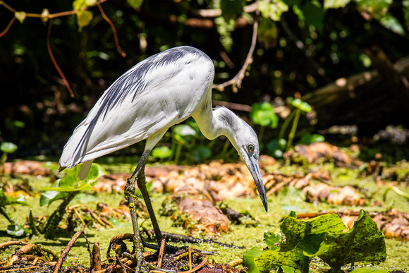 juvenile little blue heron
