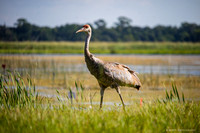 juvenile sandhill crane
