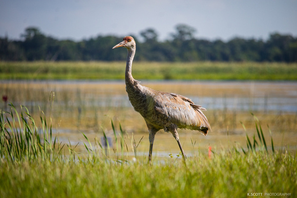 juvenile sandhill crane