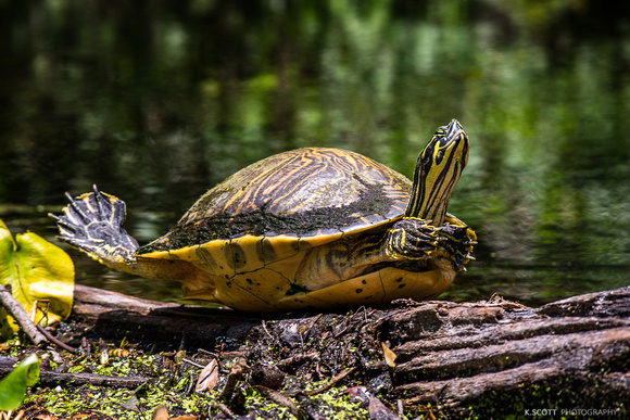 pond slider turtle