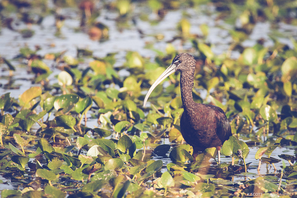 glossy ibis