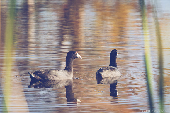 american coot
