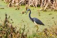 tri-colored heron