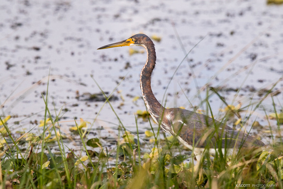 tri-colored heron
