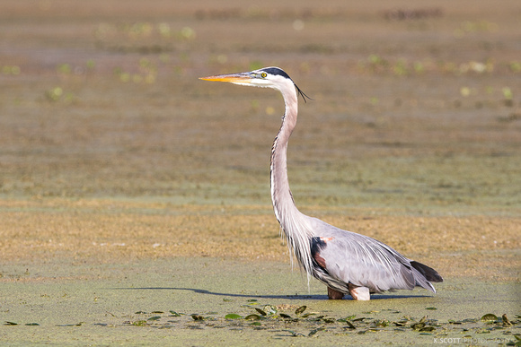 great blue heron