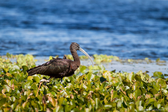 glossy ibis