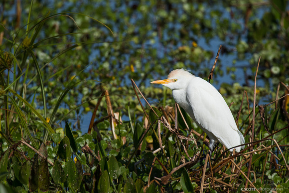 cattle egret