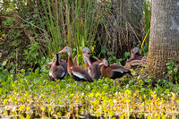 black-bellied whistling ducks