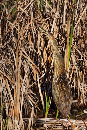 american bittern
