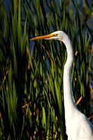 great egret