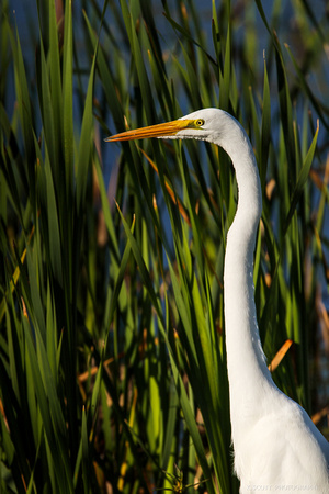 great egret