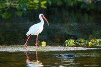 white ibis