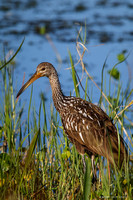 limpkin