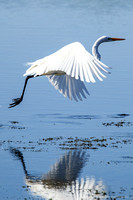 great egret