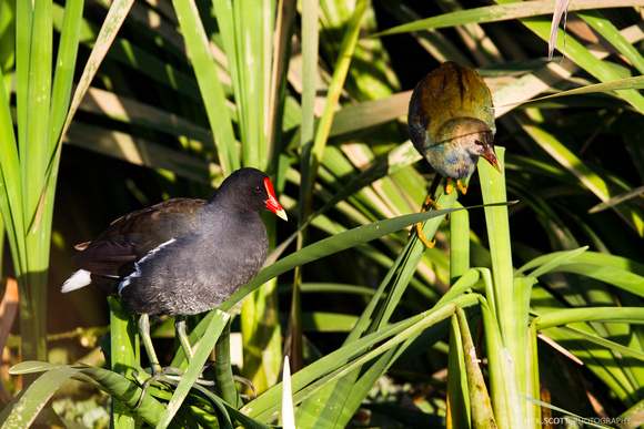 common moorehen and female purple gallinule