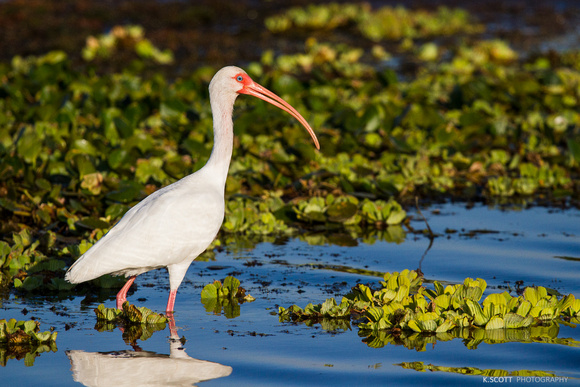 white ibis