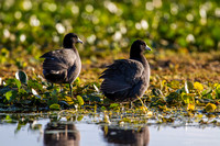 american coot