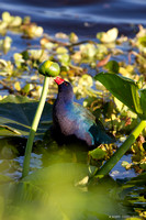 male purple gallinule