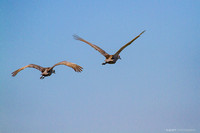 sandhill cranes