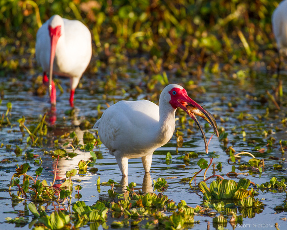 white ibis
