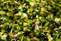 wilson's snipe