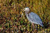 great blue heron
