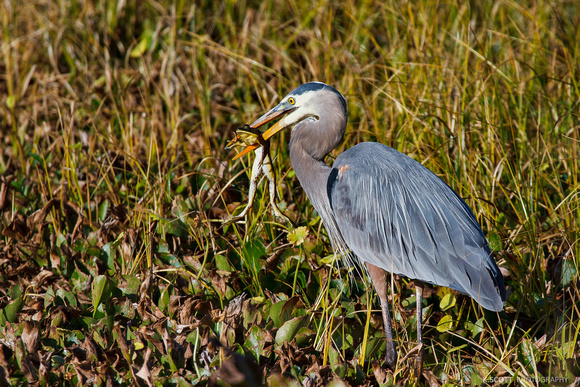 great blue heron