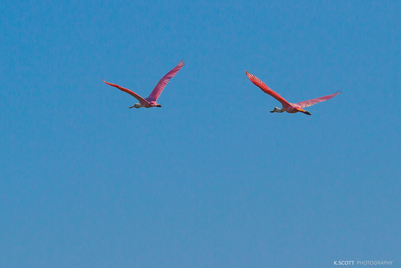 roseate spoonbills