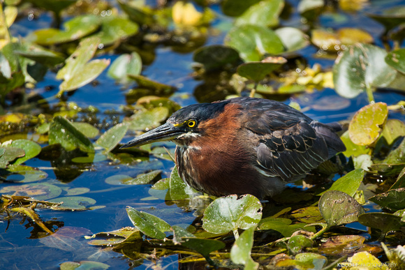 green heron