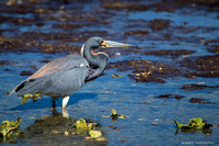 adult tri-colored heron