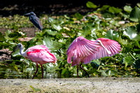 roseate spoonbills