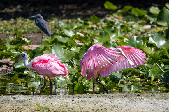 roseate spoonbills