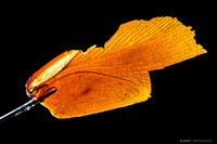 Roach Wing