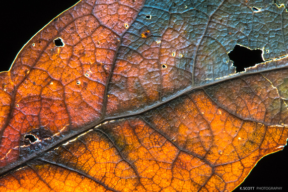 Decaying Oak Leaf