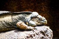 Australia Zoo