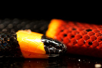 Eastern Coral Snake