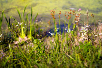 Canon FDn 50/1.4