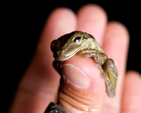 Lord of the Frogs II